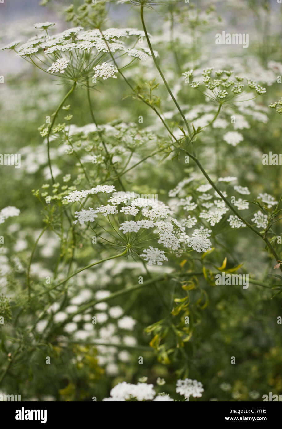 Blanc, délicate floraison d'été umbellifer, Ammi majus (Bishop's Flower), Oxfordshire, Royaume-Uni, Juillet Banque D'Images