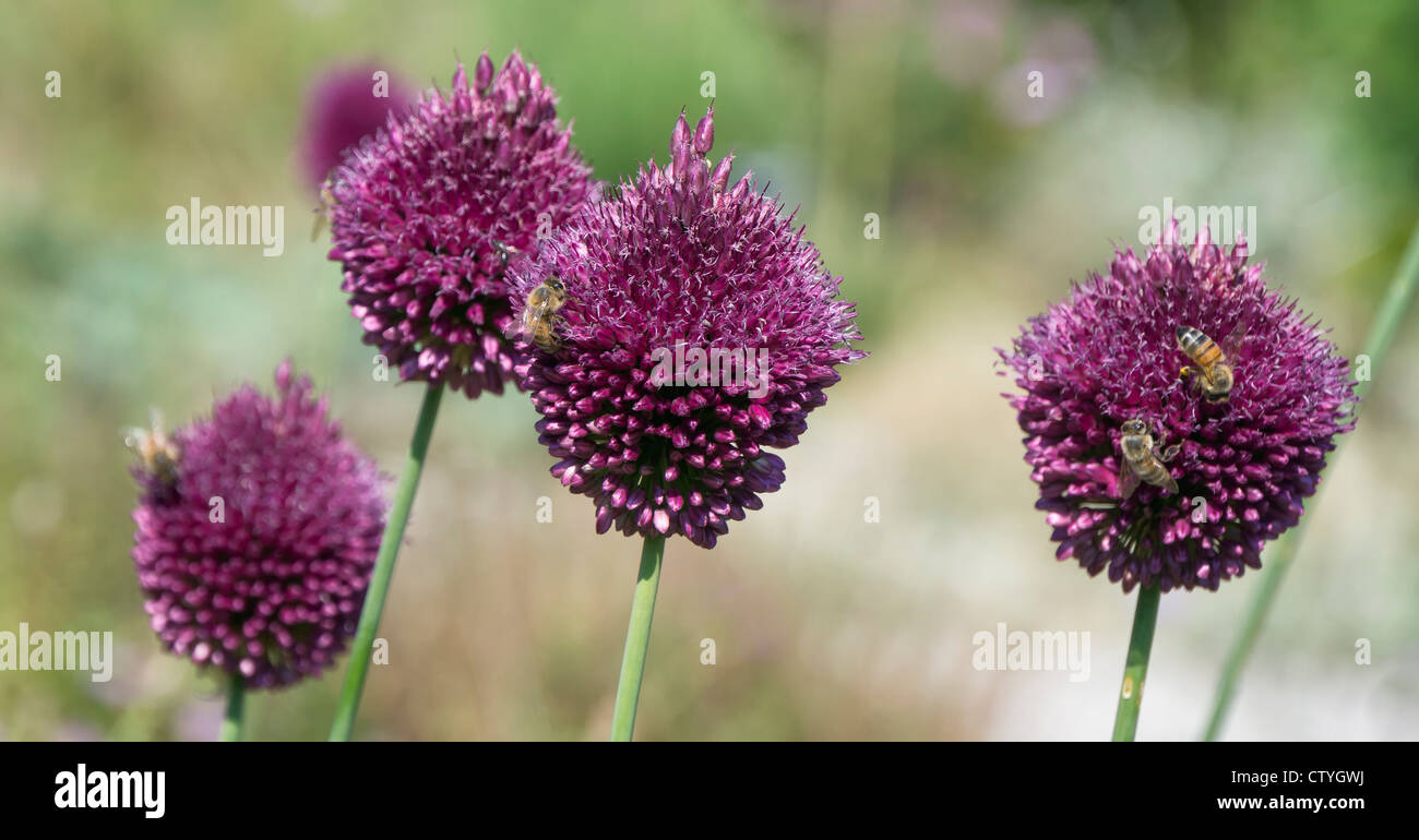 Oignon rouge en fleurs pollinisées par les abeilles Banque D'Images