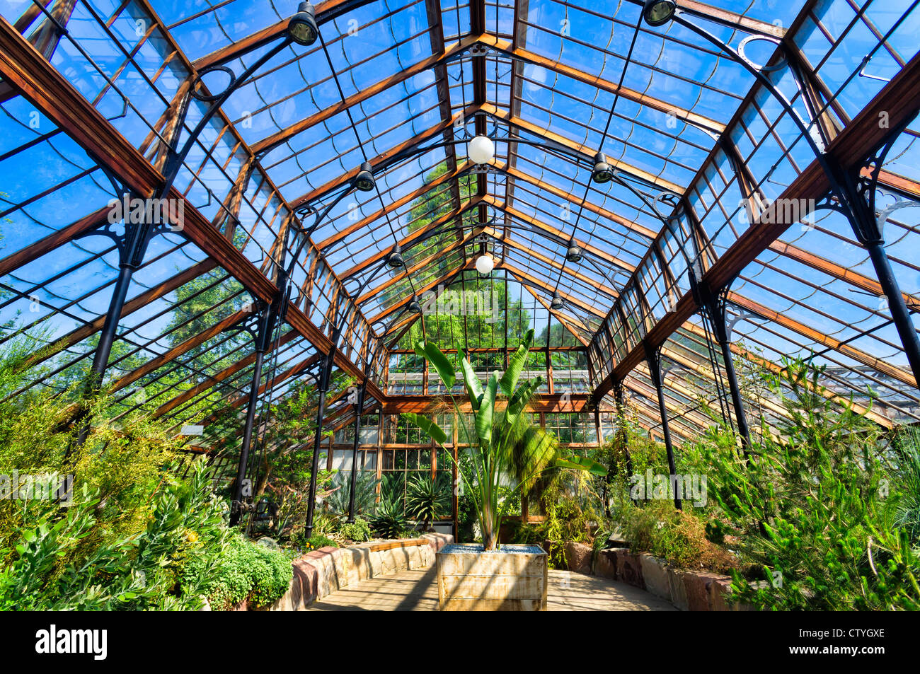 Les émissions du jardin botanique de l'Université de Cambridge Banque D'Images