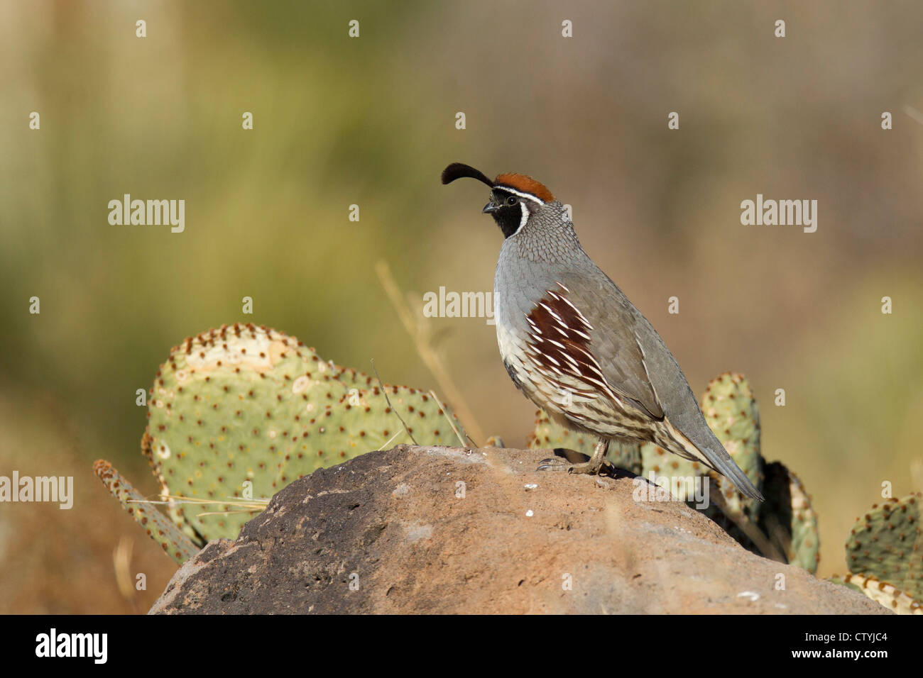 De Gambel Callipepla gambelii) Caille (adulte sur rock, Bosque del Apache National Wildlife Refuge , New Mexico, USA Banque D'Images