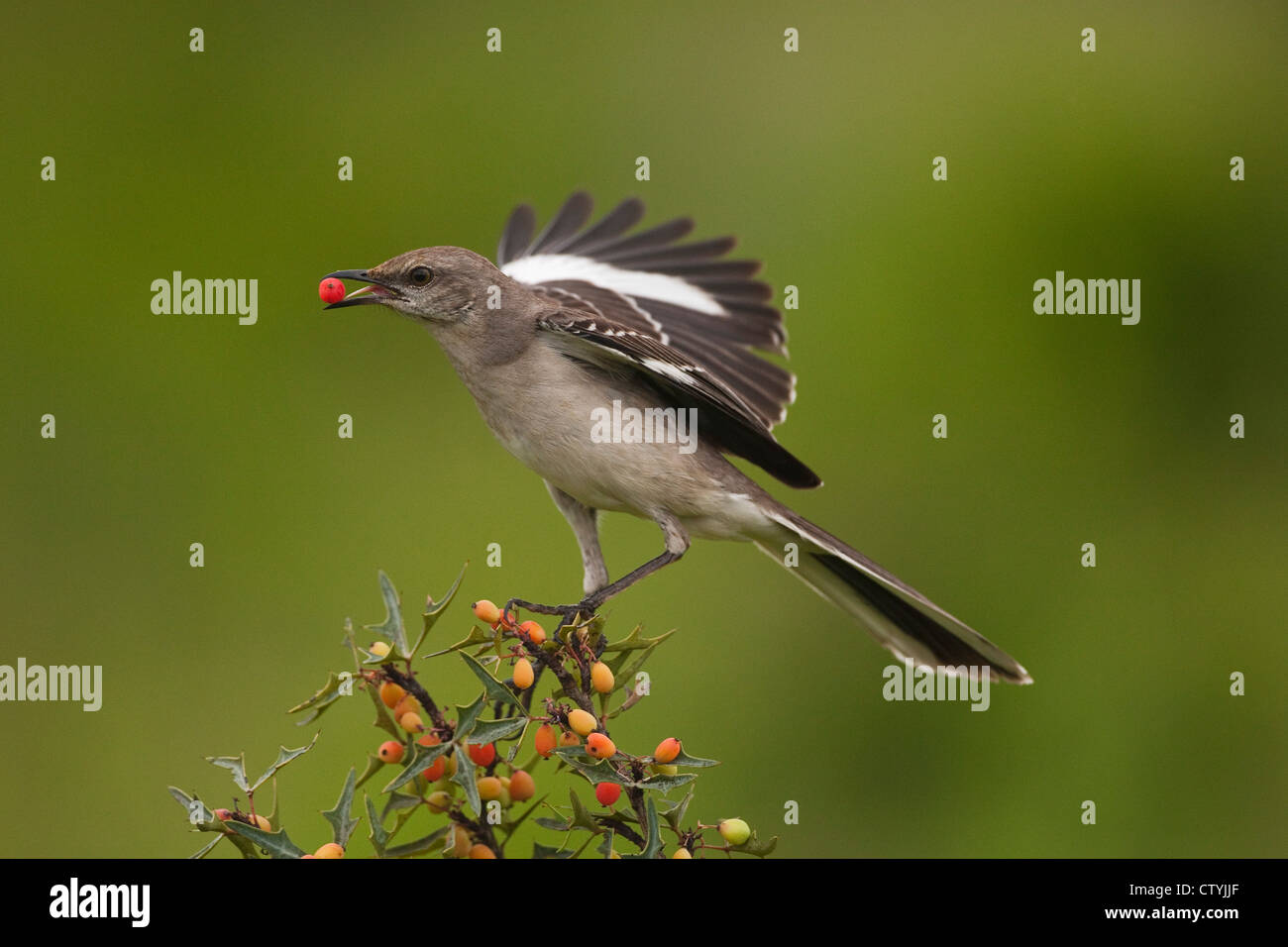 Moqueur polyglotte (Mimus polyglottos) adulte qui les baies, Starr County, vallée du Rio Grande du Sud, Texas, États-Unis Banque D'Images