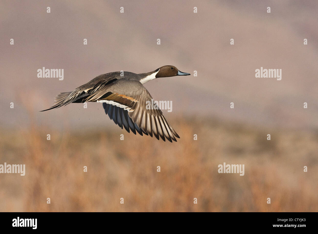 Le Canard pilet (Anas acuta) mâle adulte, vol, Bosque del Apache National Wildlife Refuge , New Mexico, USA Banque D'Images