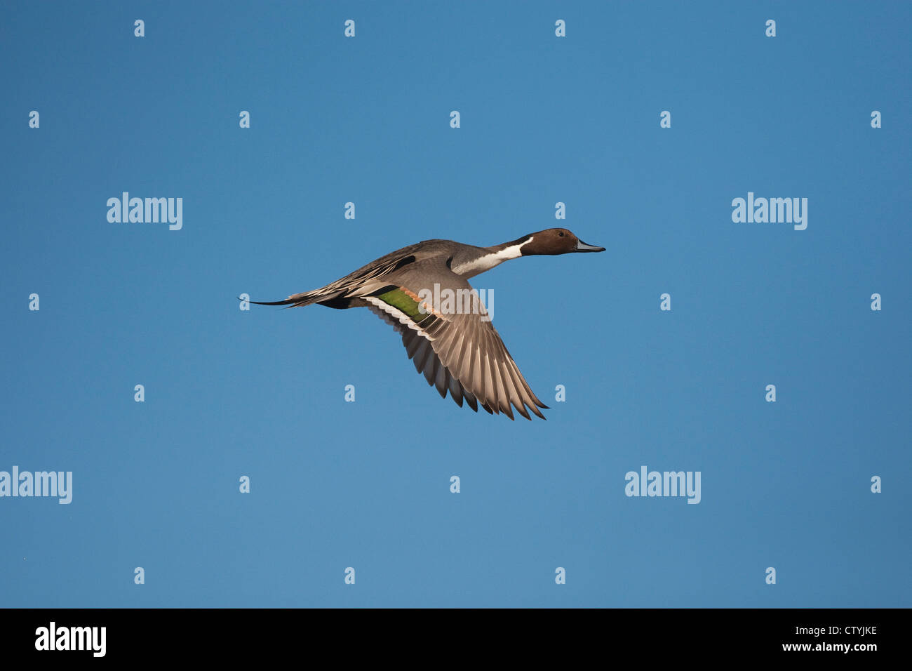 Le Canard pilet (Anas acuta) mâle adulte, vol, Bosque del Apache National Wildlife Refuge , New Mexico, USA Banque D'Images