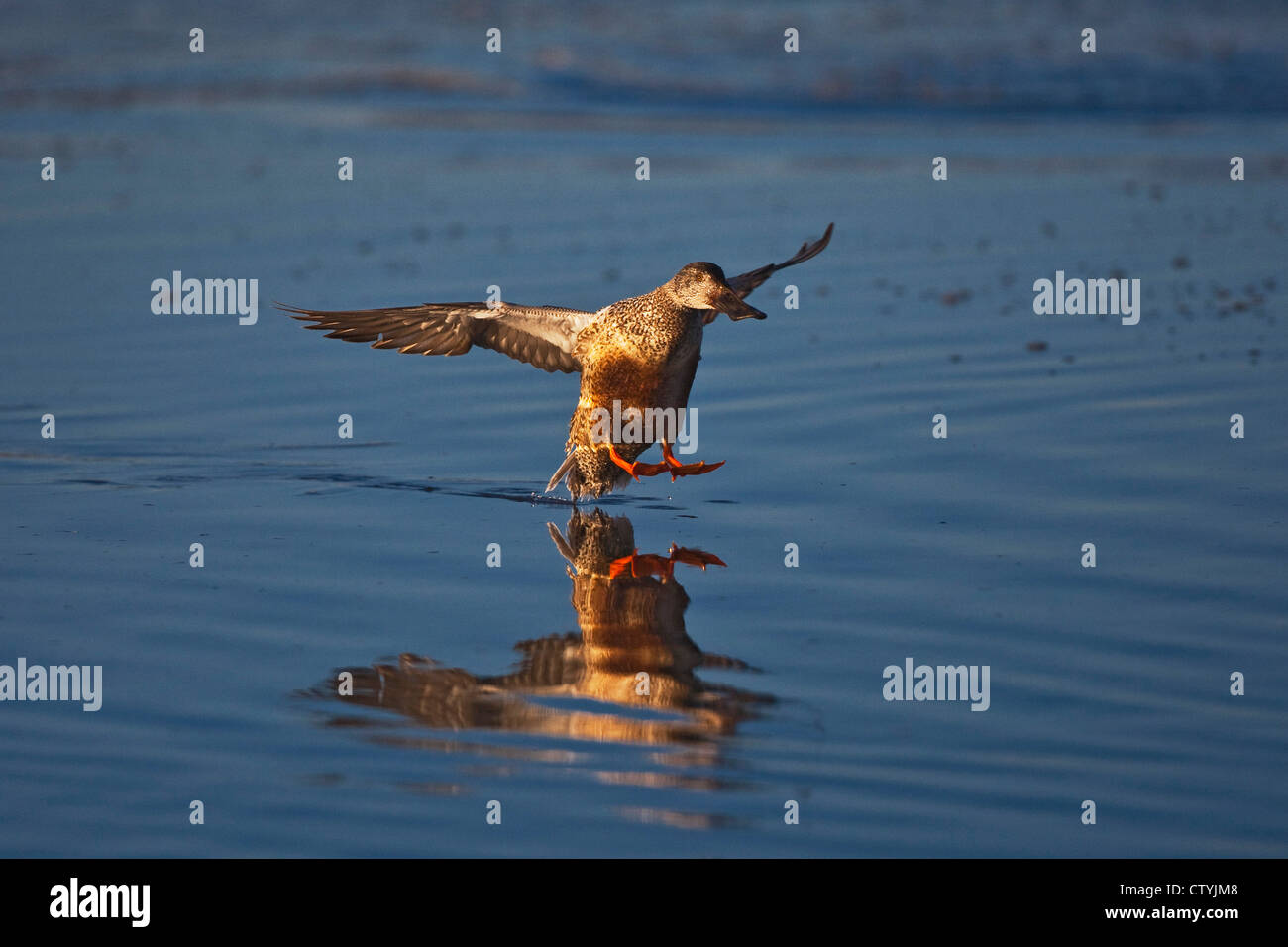 Le Canard souchet (Anas clypeata), mâle immature Bosque del Apache National Wildlife Refuge , New Mexico, USA Banque D'Images
