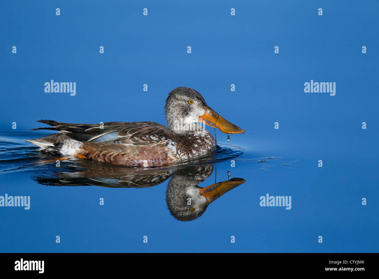 Le Canard souchet (Anas clypeata), mâle immature Bosque del Apache National Wildlife Refuge , New Mexico, USA Banque D'Images