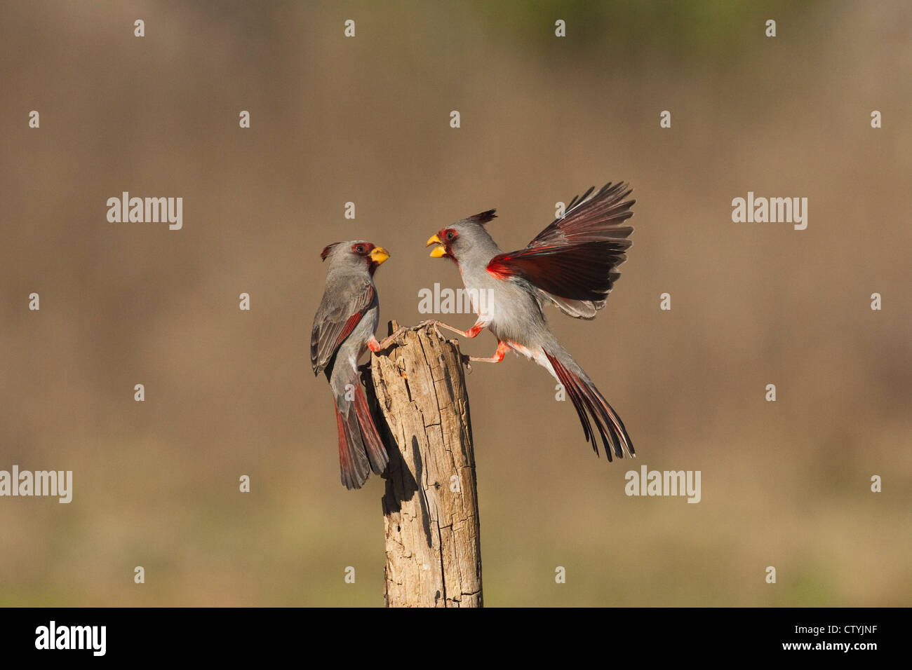 Pyrrhuloxia (Cardinalis sinuatus), les mâles se battre, Starr County, vallée du Rio Grande du Sud, Texas, États-Unis Banque D'Images