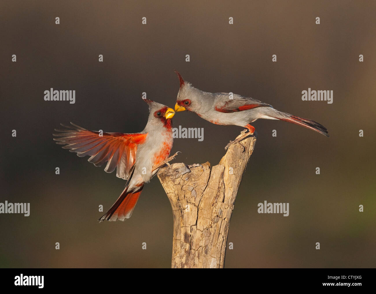 Pyrrhuloxia (Cardinalis sinuatus), les mâles se battre, Starr County, vallée du Rio Grande du Sud, Texas, États-Unis Banque D'Images