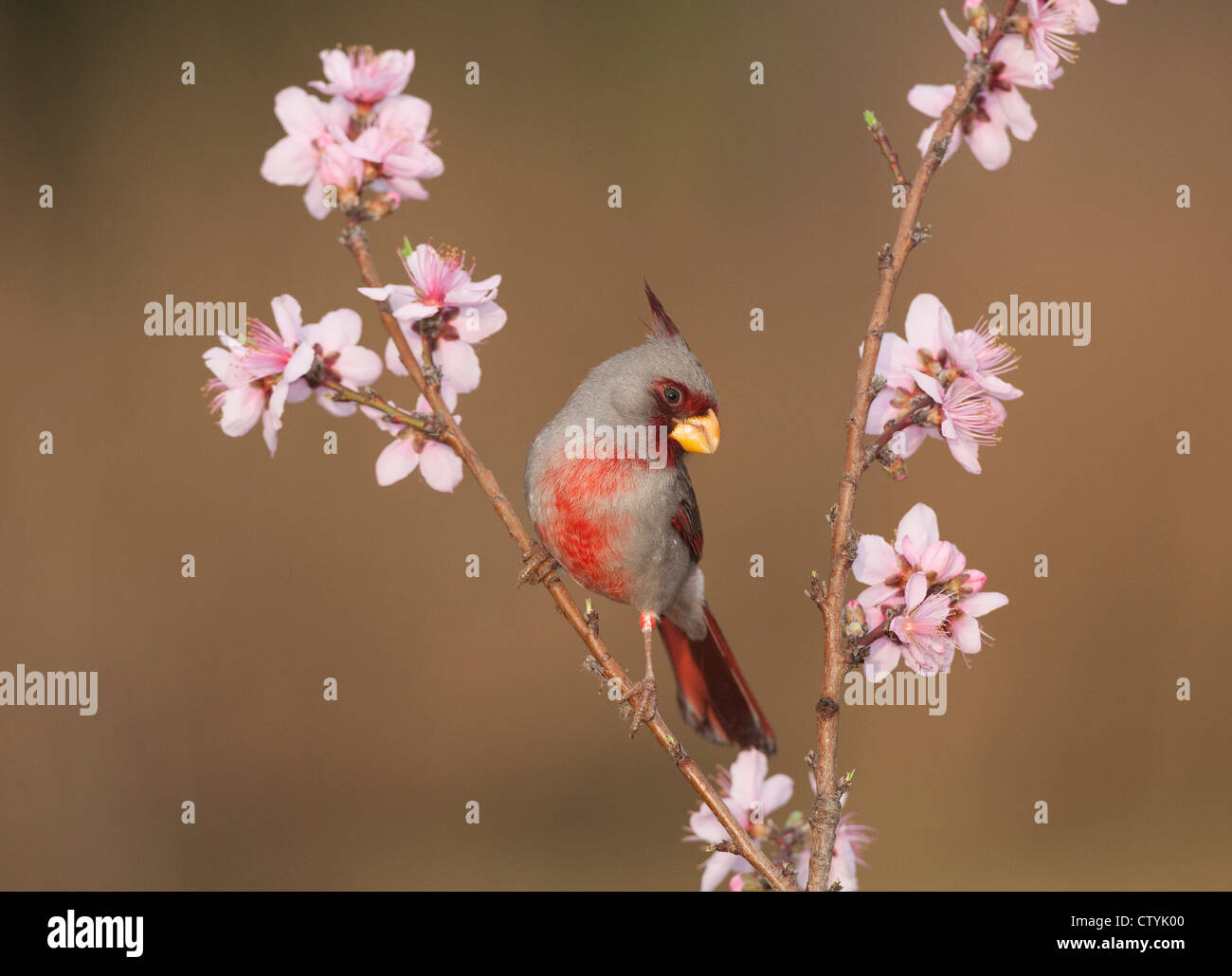 Pyrrhuloxia (Cardinalis sinuatus), homme perché sur l'arbre en fleurs du pêcher (Prunus persica), Comté de Starr, Rio Grande Valley, Texas Banque D'Images