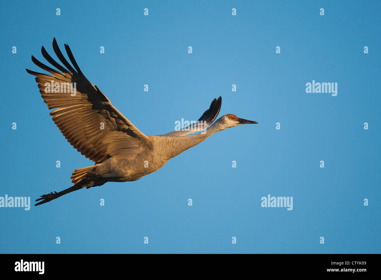 Grue du Canada (Grus canadensis) adulte en vol, Bosque del Apache National Wildlife Refuge , New Mexico, USA Banque D'Images