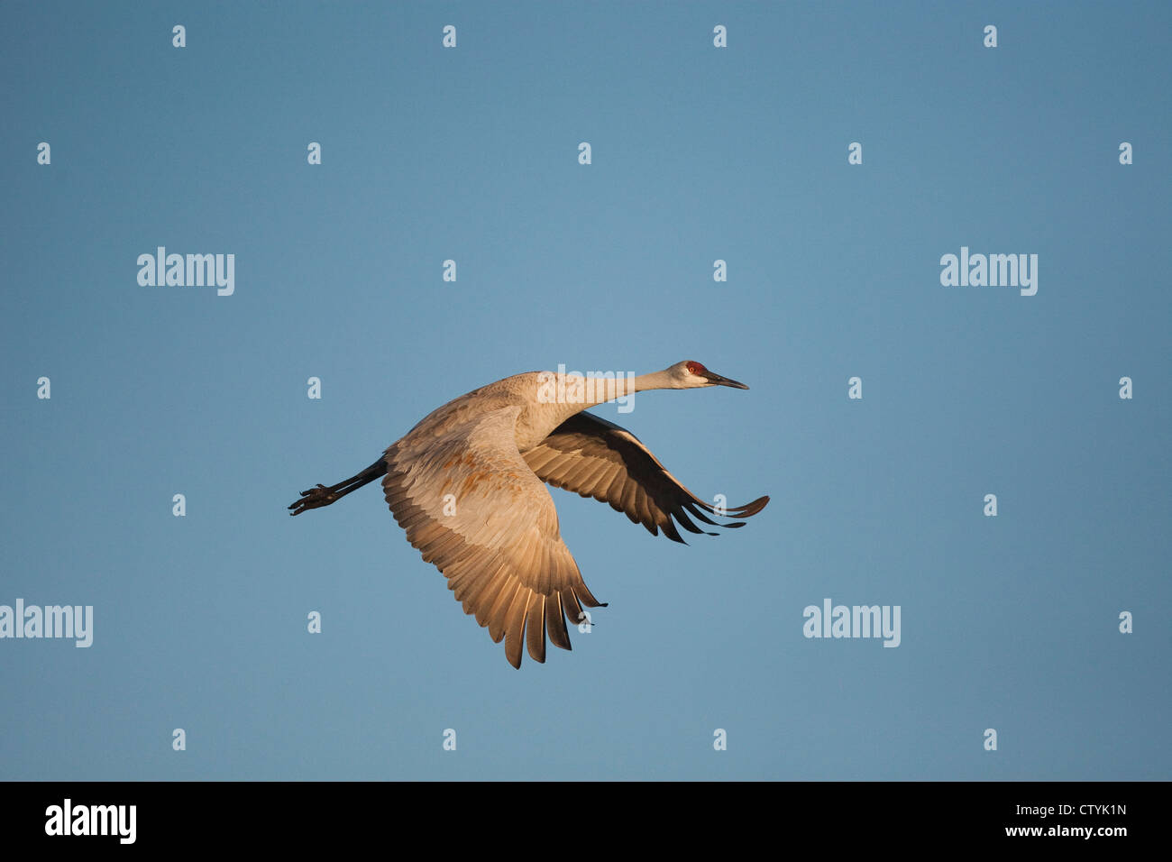 Grue du Canada (Grus canadensis) adulte en vol, Bosque del Apache National Wildlife Refuge , New Mexico, USA Banque D'Images