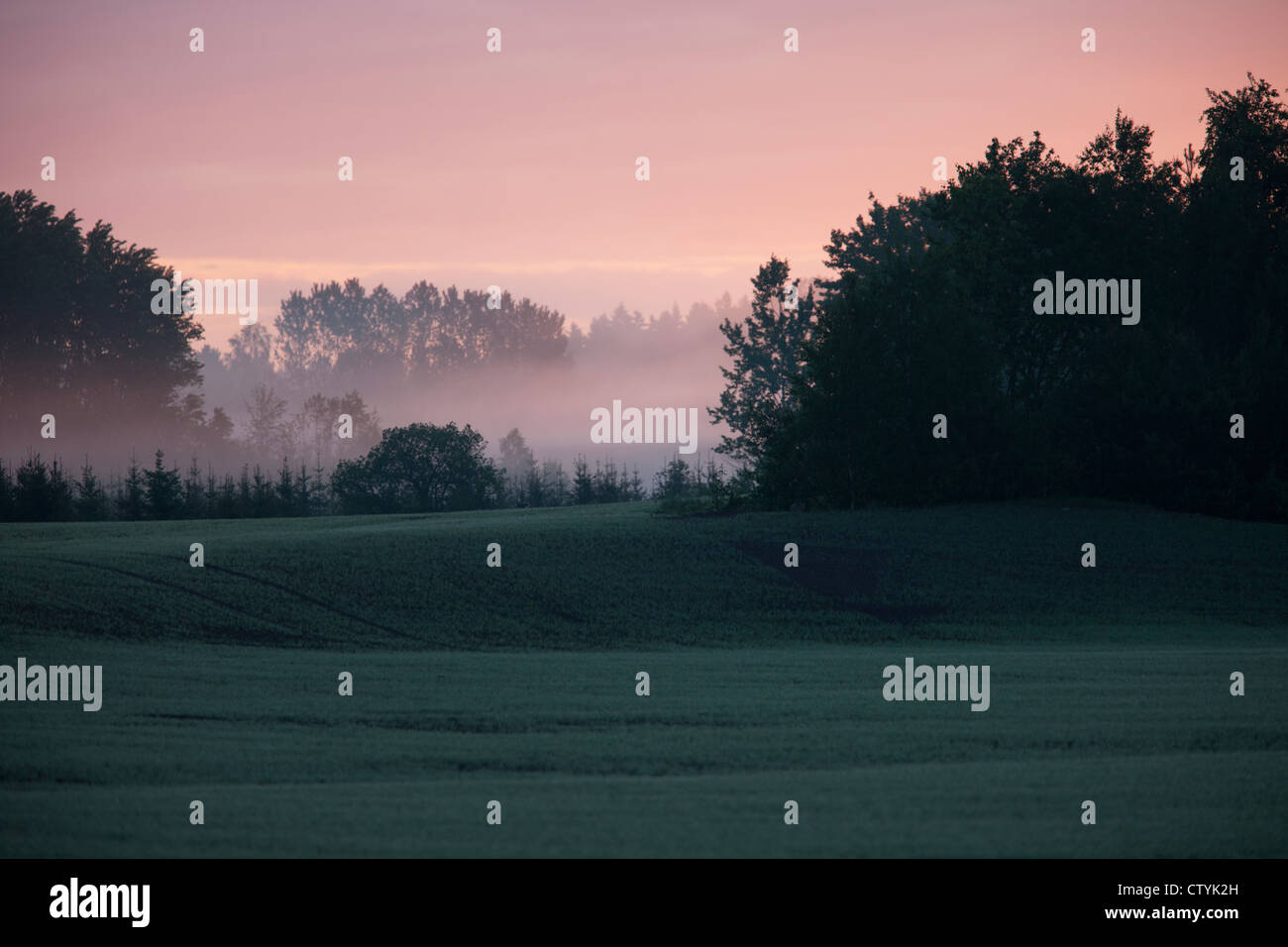 Coucher de soleil sur un champ et forêt brumeuse Banque D'Images