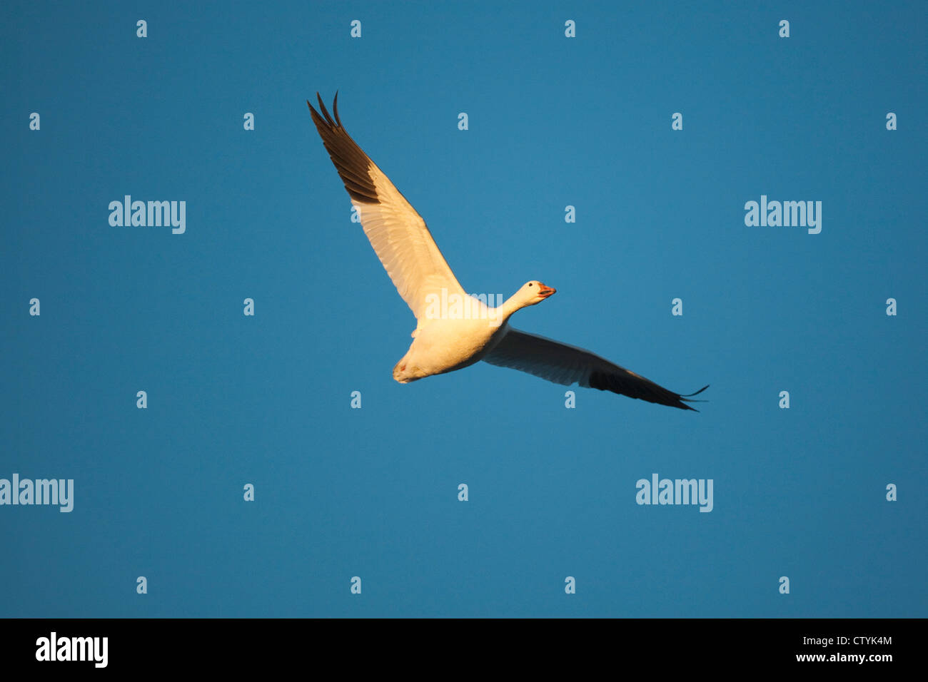 Oie des neiges (Chen caerulescens) adulte en vol, Bosque del Apache National Wildlife Refuge , New Mexico, USA Banque D'Images