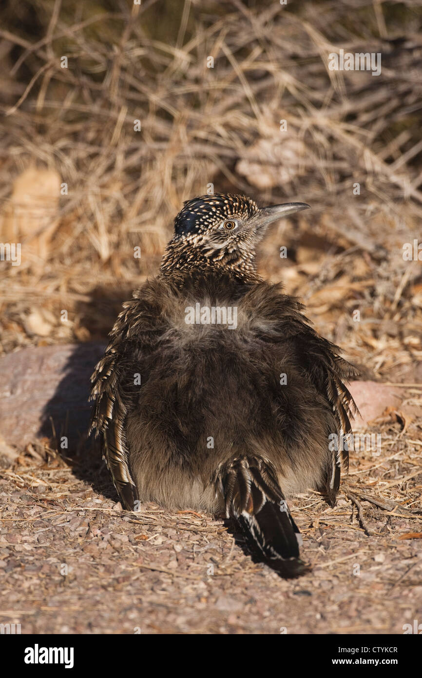 Plus de Roadrunner Geococcyx californianus) (soleil, adultes Bosque del Apache National Wildlife Refuge , New Mexico, USA Banque D'Images