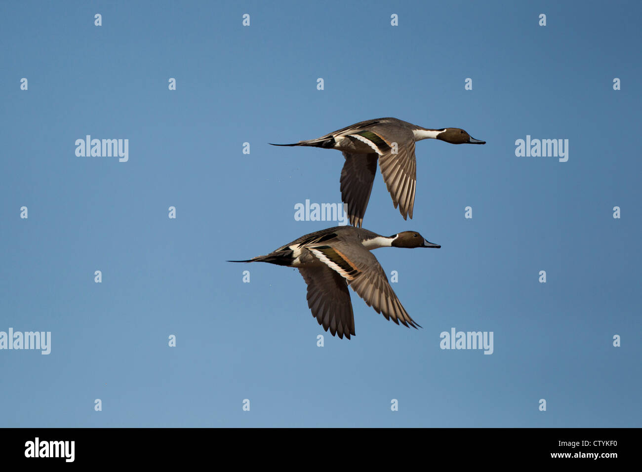 Le Canard pilet (Anas acuta) adultes battant, Bosque del Apache National Wildlife Refuge , New Mexico, USA Banque D'Images