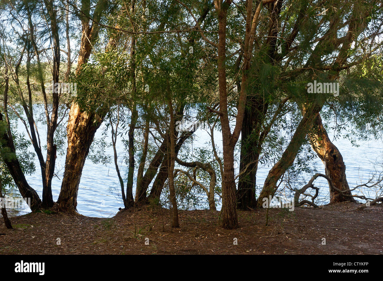 Des arbres sur les rives du lac Brown sur l'Île Stradbroke-nord dans le Queensland, Australie. Banque D'Images