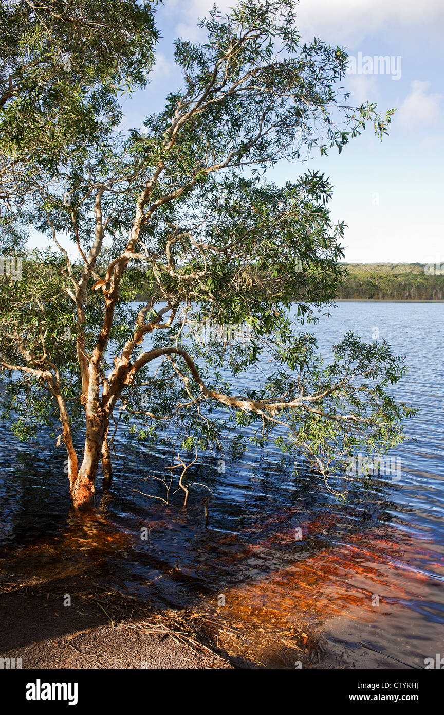 Un arbre sur la rive de Brown sur le lac de l'Île Stradbroke-nord dans le Queensland, Australie. Banque D'Images