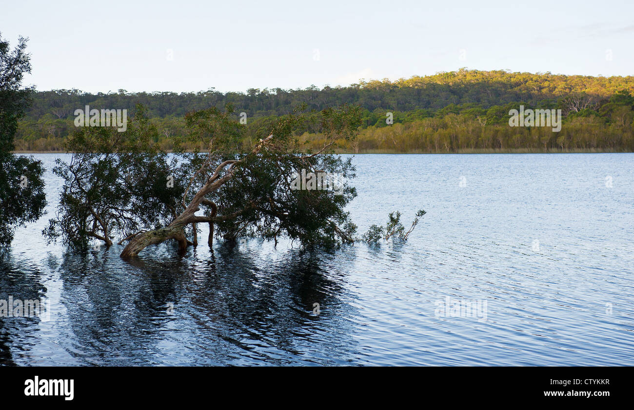 Brown Lake sur l'Île Stradbroke-nord dans le Queensland, Australie. Banque D'Images