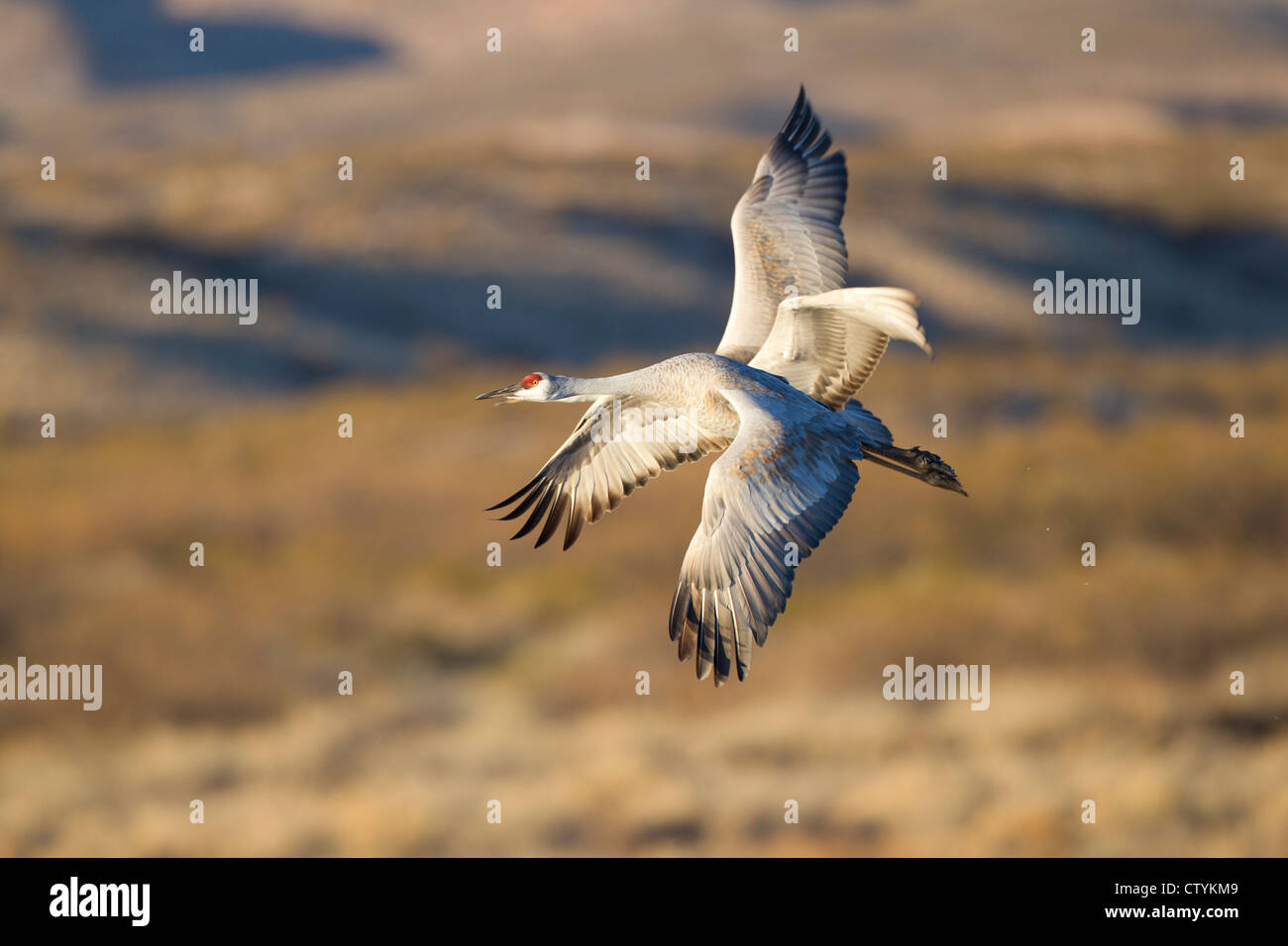 Grue du Canada (Grus canadensis) adultes en vol, Bosque del Apache National Wildlife Refuge , New Mexico, USA Banque D'Images