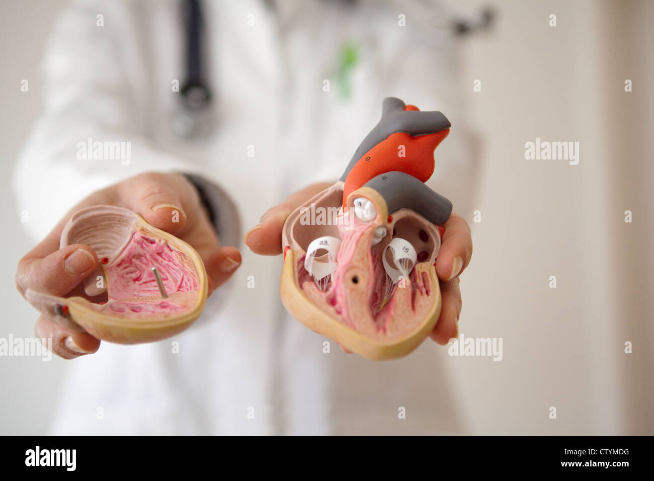 Médecin détient les droits de coeur en mains-modèle close-up Banque D'Images
