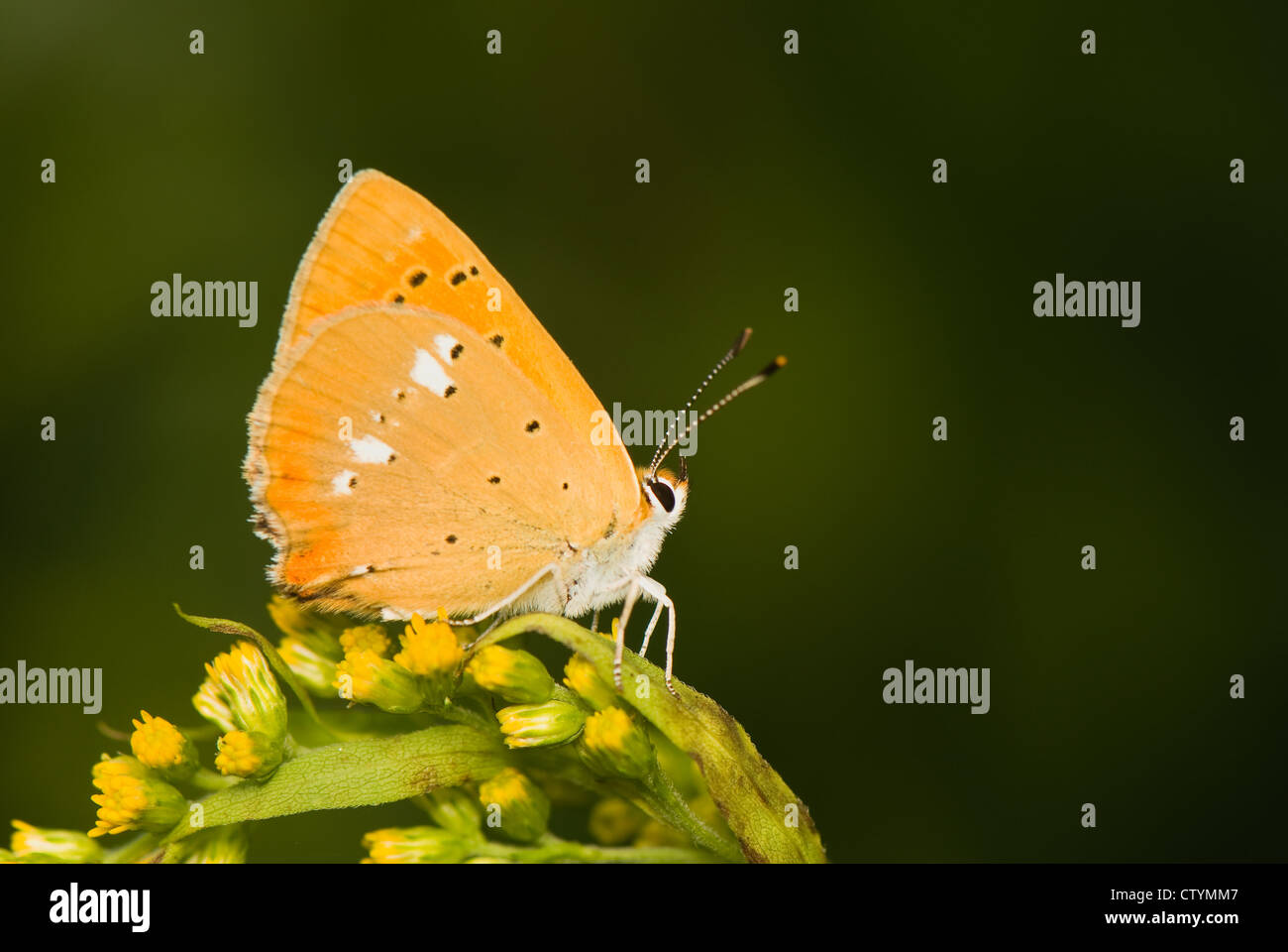 Lycaena virgaureae Banque D'Images