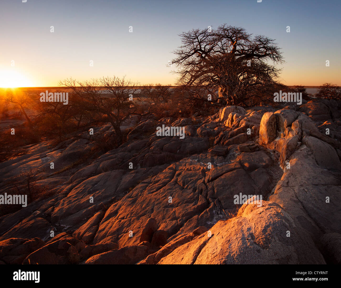 Coucher de soleil sur un boabab tree à kubu island Banque D'Images