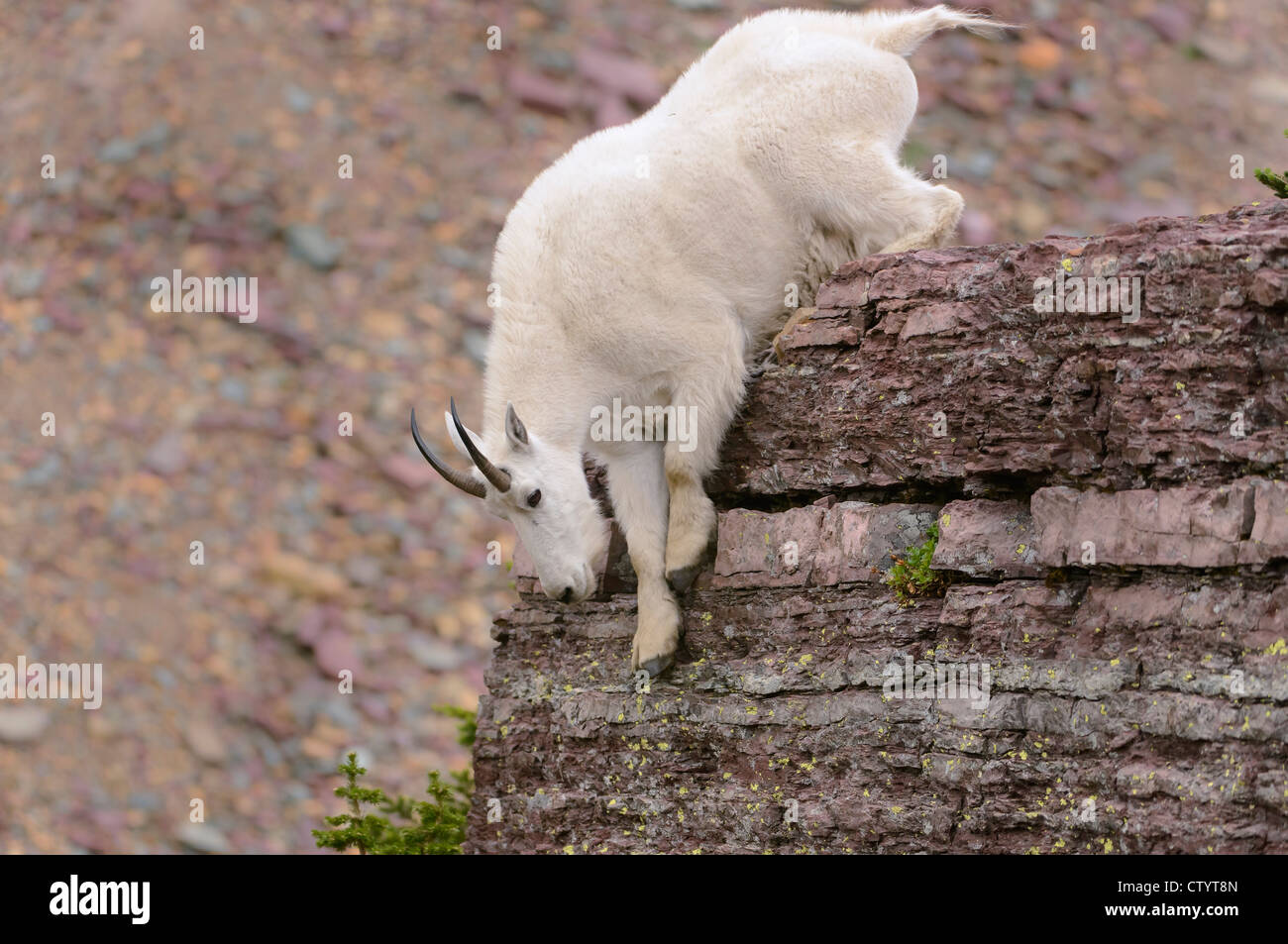 Une chèvre de montagne (Oreamnos americanus) descend d'un rocher, le nord du Montana Banque D'Images