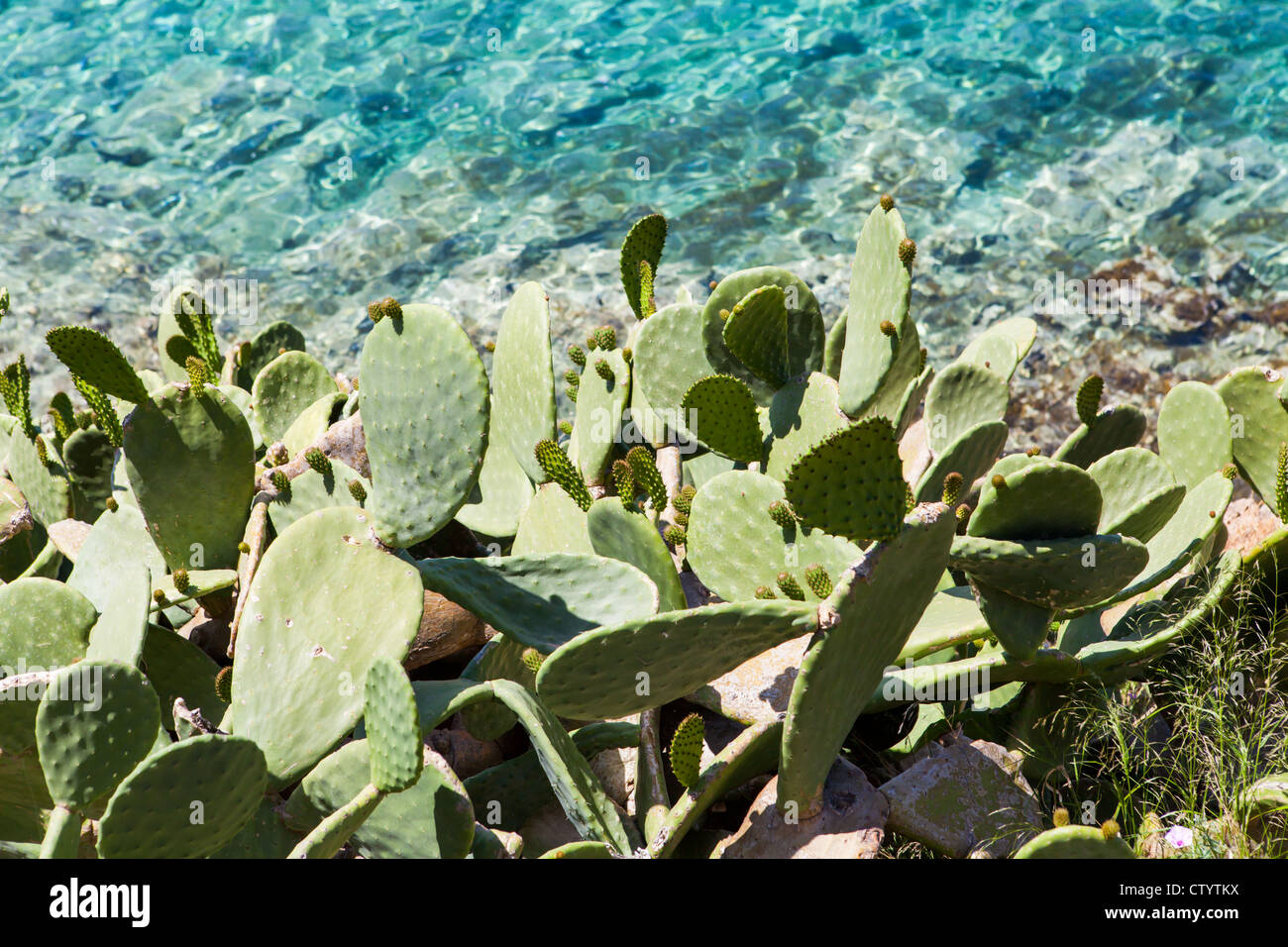 Cactus avec de belles mer claire dans l'arrière-plan Banque D'Images