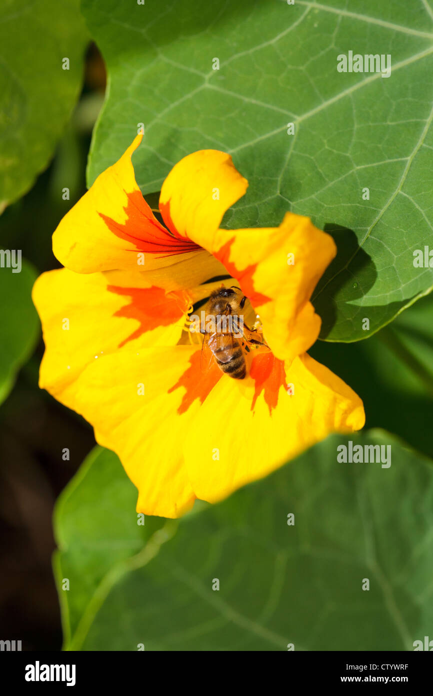 L'abeille européenne (Apis mellifera) sur une capucine (Tropaeolum majus) flower Banque D'Images