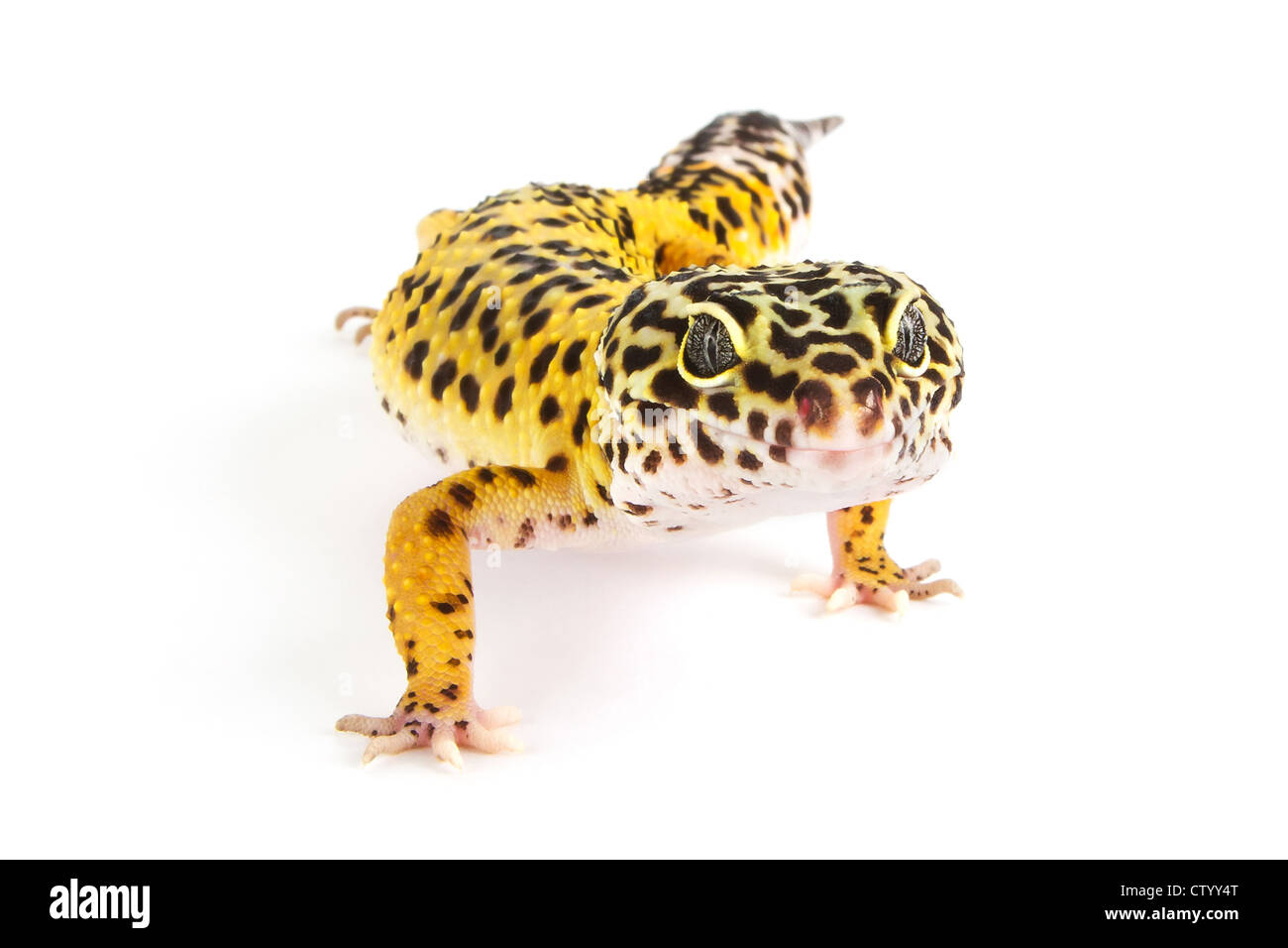 Gecko Léopard Normal morph sur fond blanc Banque D'Images
