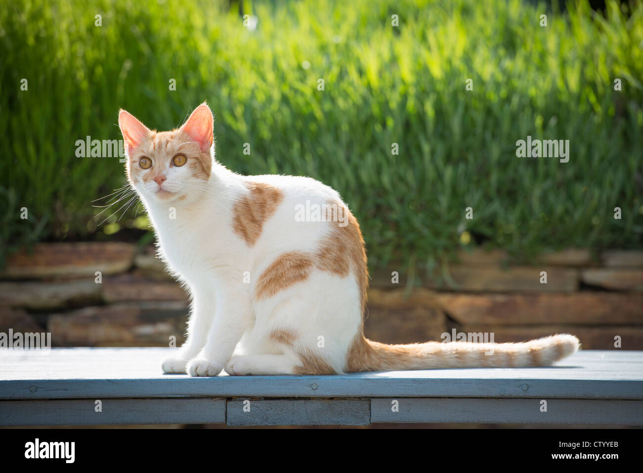 Cat sitting sur mur de pierre Banque D'Images