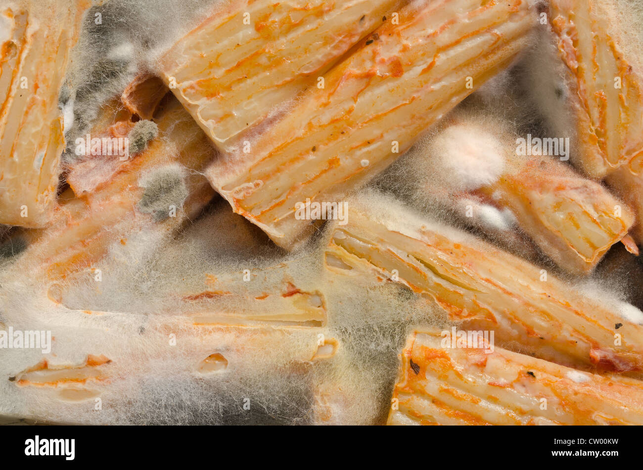 Pâtes moisies boîte à lunch repas scolaire oublié la croissance de pénicilline imprégné de ramification des hyphes filamenteux longue structure Banque D'Images