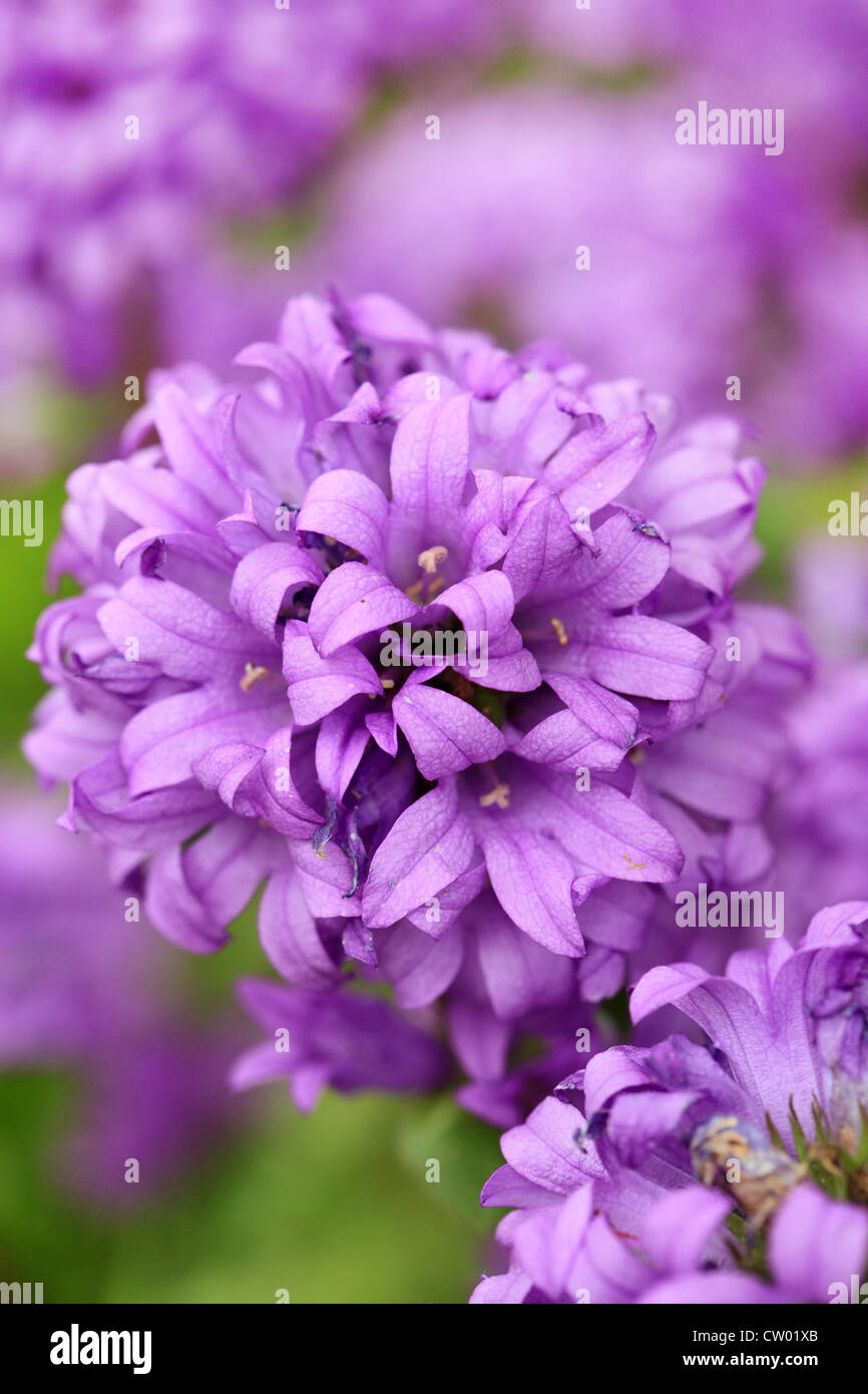 fleurs violettes Banque D'Images
