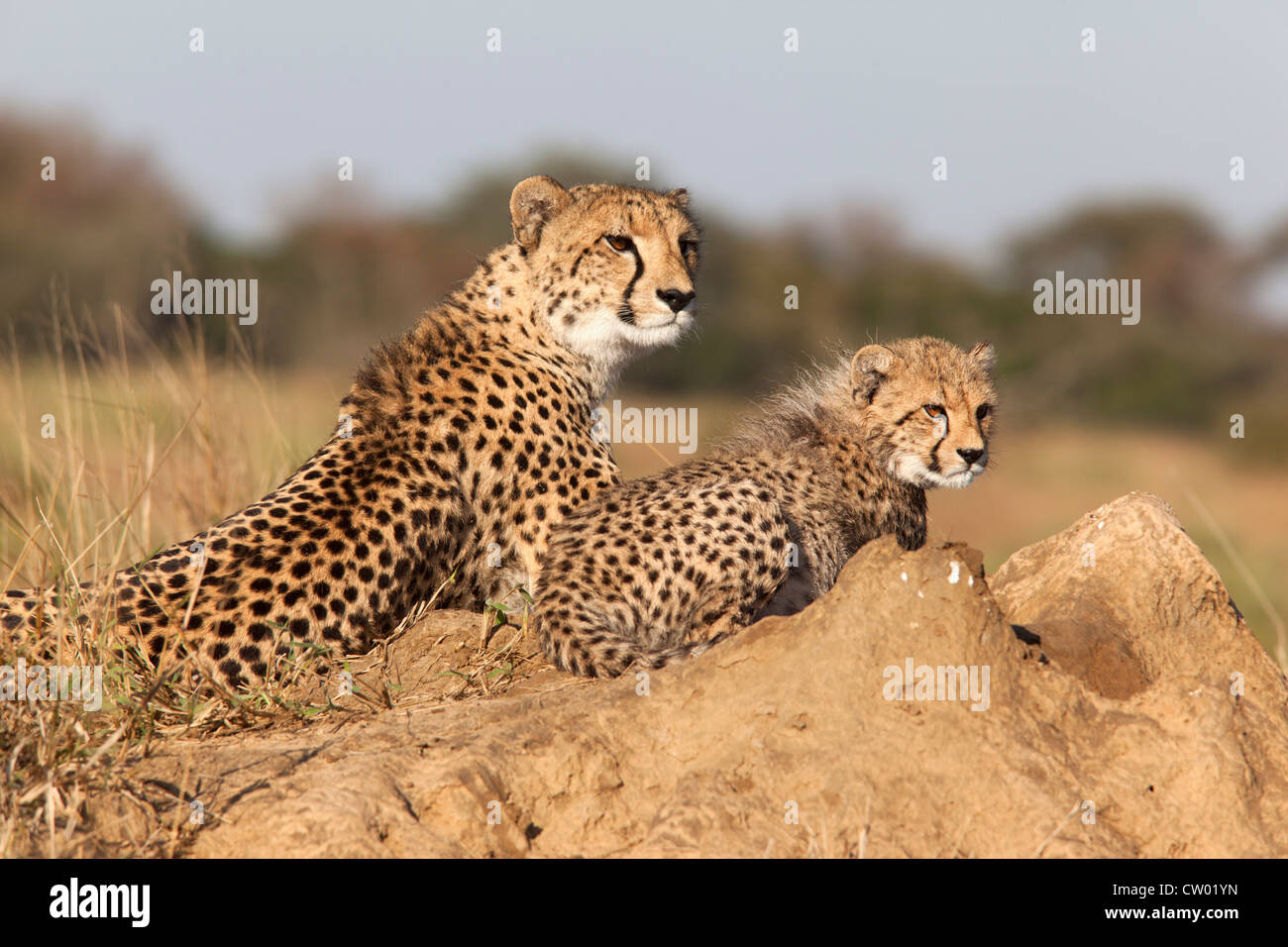 Avec Cheetah cub (Acinonyx jubatus), Phinda Private Game Reserve, Kwazulu Natal, Afrique du Sud Banque D'Images