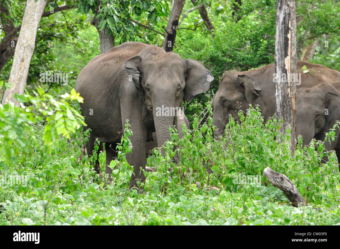 Les éléphants indiens (Elephas maximus indicus) Banque D'Images