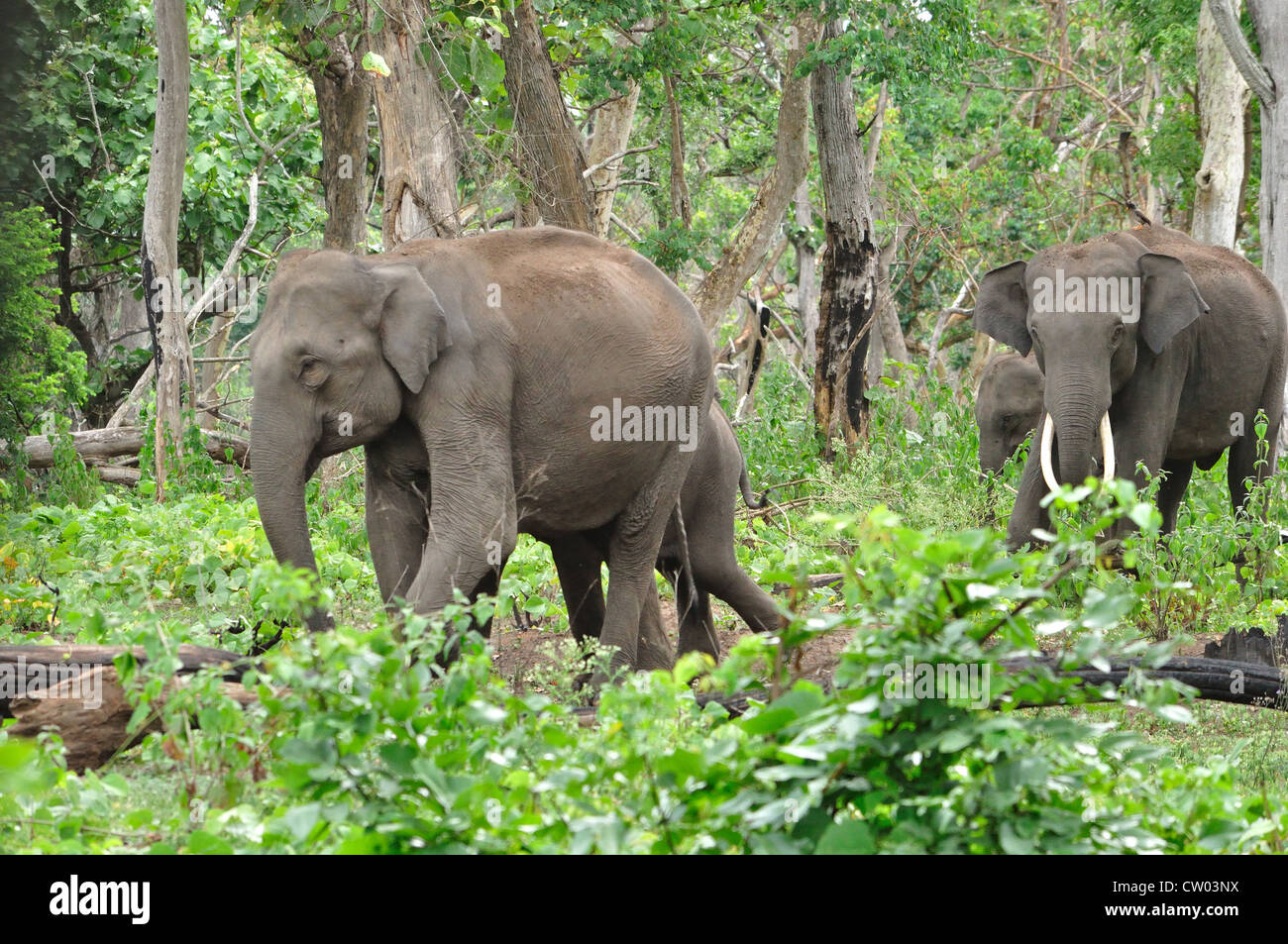 Les éléphants indiens (Elephas maximus indicus) Banque D'Images