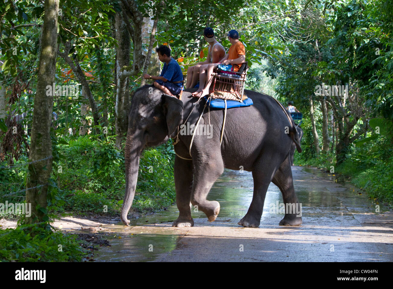 Les touristes ride sur les éléphants d'Asie sur l'île de Ko Samui, Thaïlande. Banque D'Images