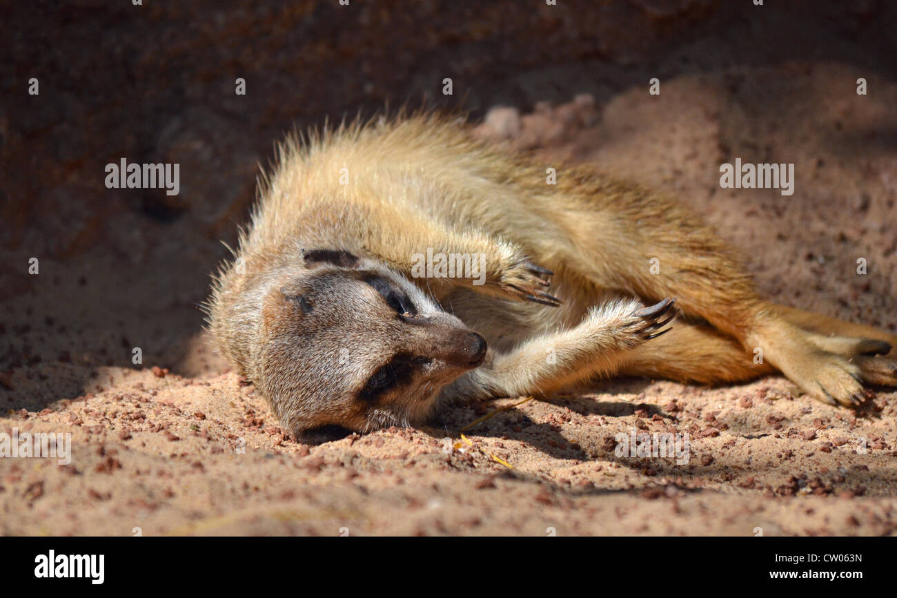 Meerkat couché dans le soleil Banque D'Images