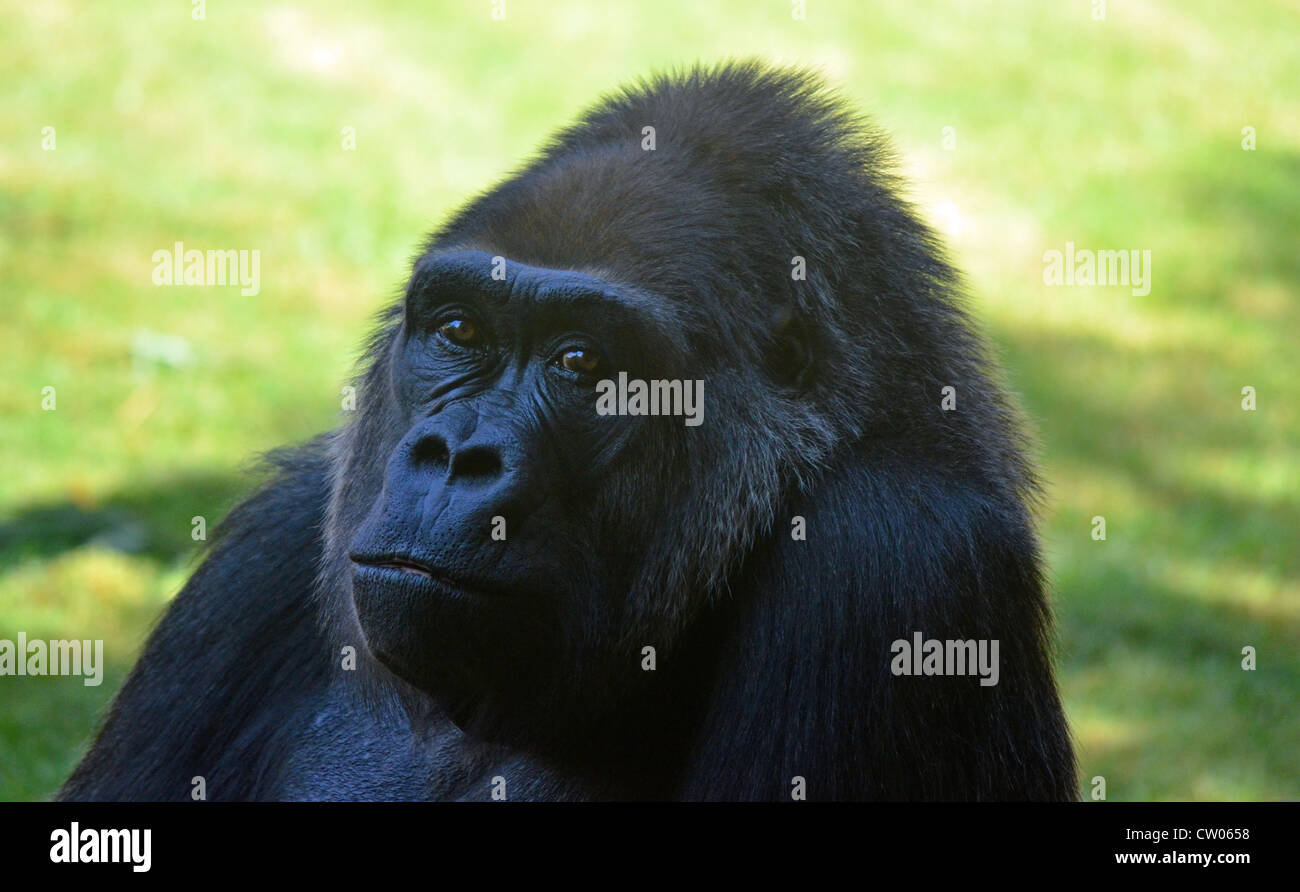 Portrait de gorille Banque D'Images