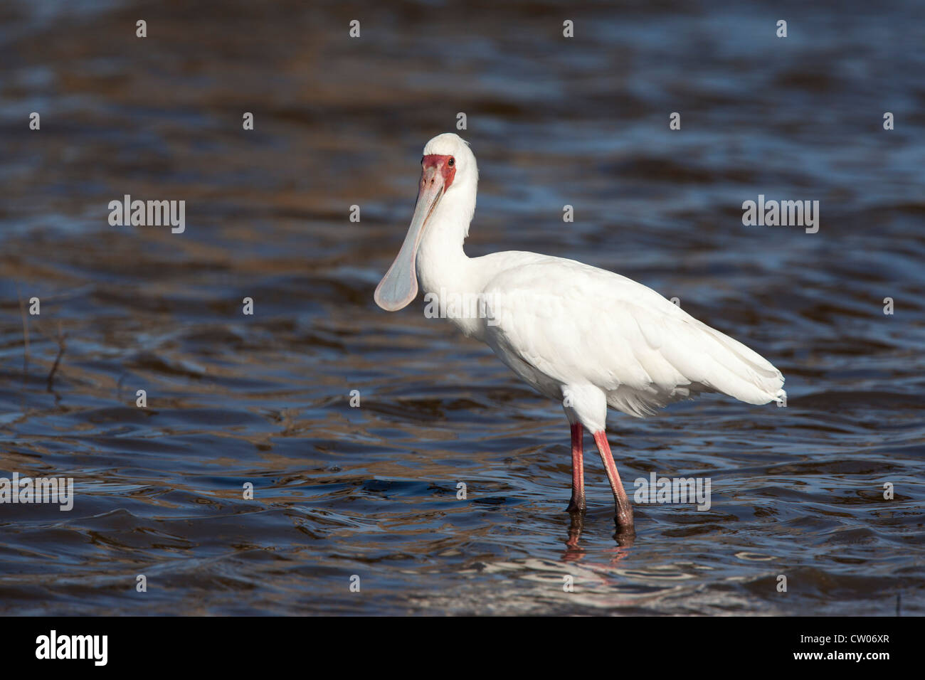 Spatule d'Afrique (Platalea alba), Kruger National Park, Afrique du Sud Banque D'Images