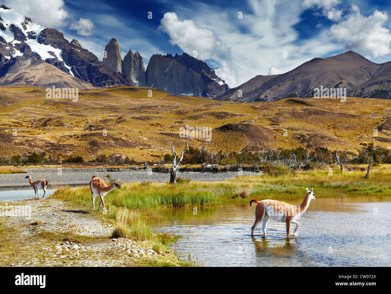 Guanacos dans le Parc National Torres del Paine, Patagonie, Chili Banque D'Images