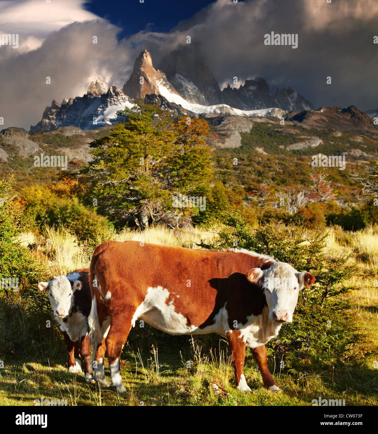 Paysage avec vaches et le Mont Fitz Roy, Patagonie, Argentine Banque D'Images