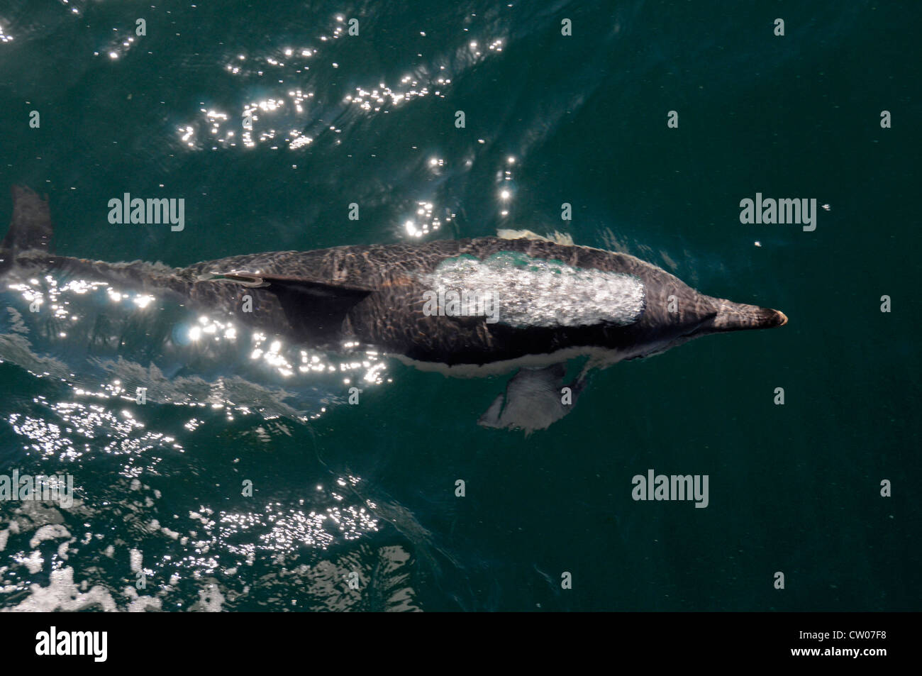 Un dauphin commun qui soufflait de bulles d'air dans le golfe d'Hauraki près d'Auckland sur l'île du Nord en Nouvelle-Zélande Banque D'Images