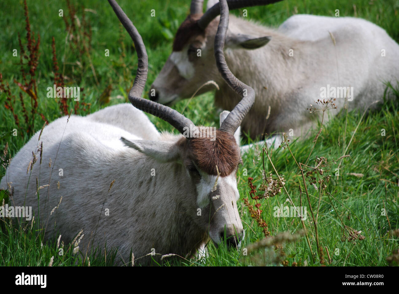 Close up d'animaux dans un zoo. Banque D'Images