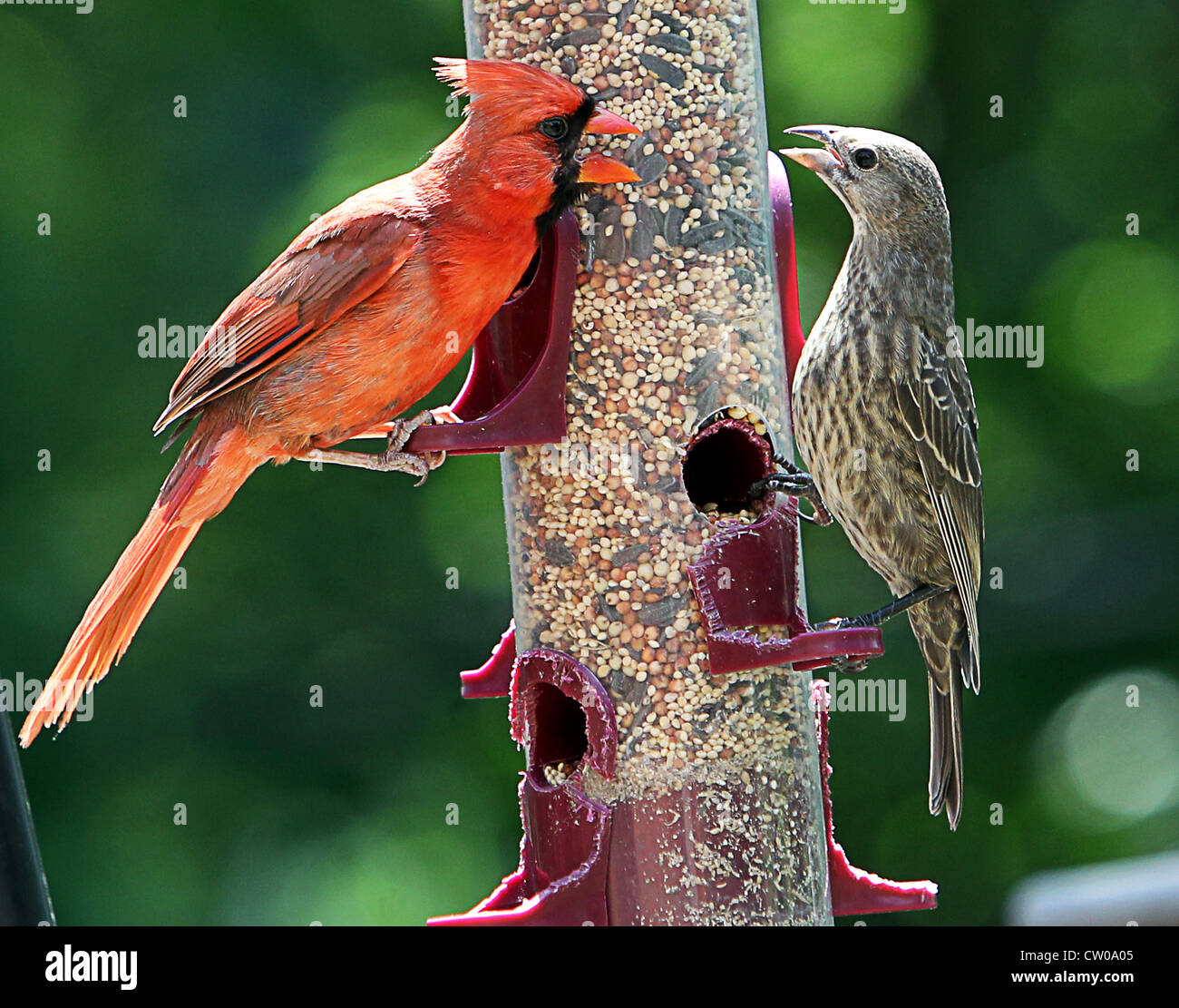 Oiseaux en colère Banque D'Images