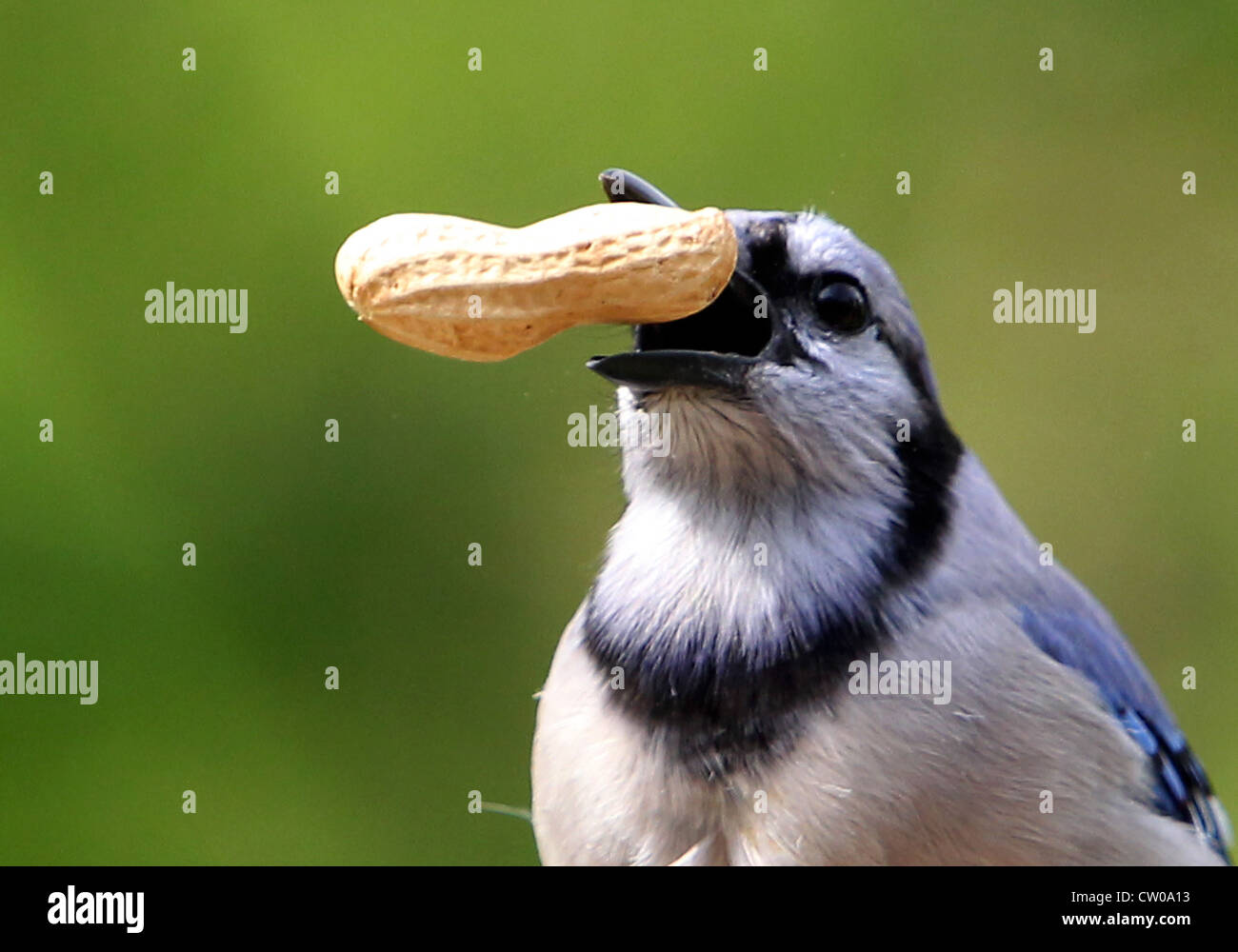 Nourriture pour oiseaux Banque D'Images