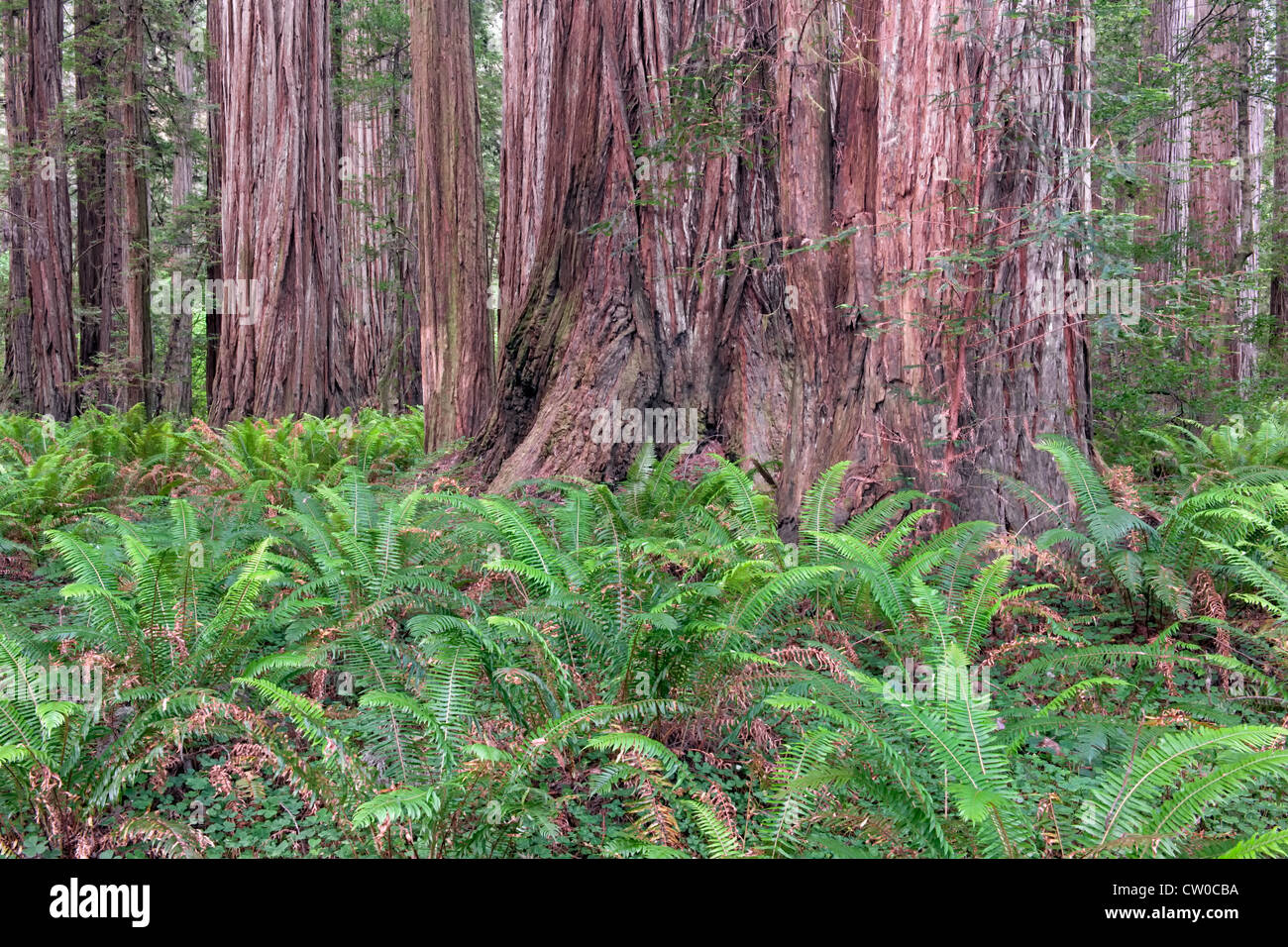 Tapis de fougères le sol de la forêt parmi les arbres Séquoia géant de Stout Grove in California's Jedediah Smith par l'État et de la nation Banque D'Images