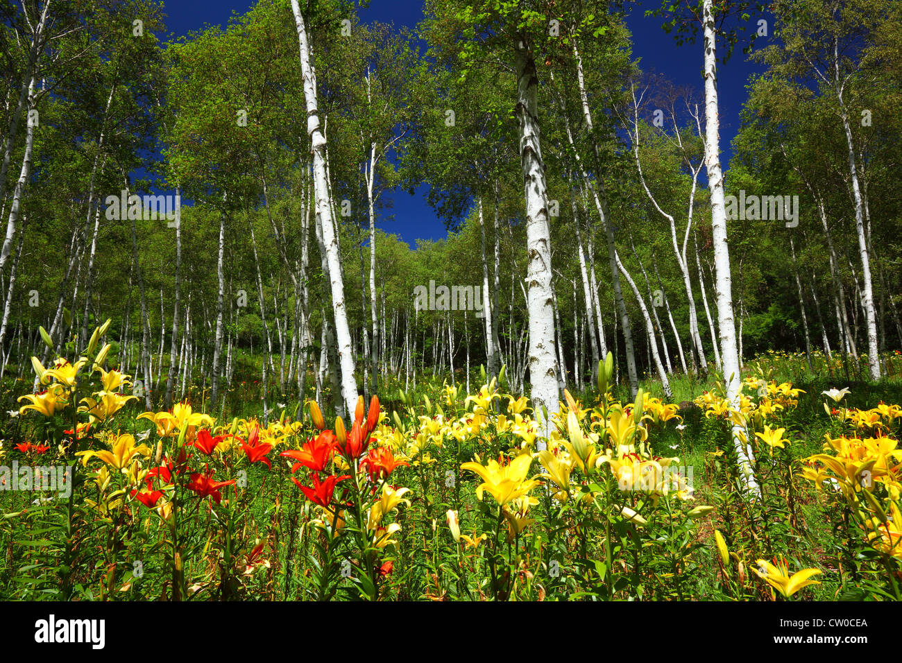 Forêt de bouleaux blancs et lily en été Banque D'Images