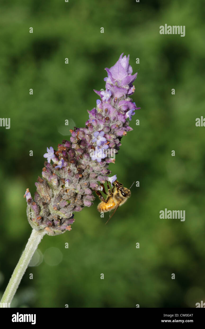 L'abeille européenne (Apis mellifera) sur une lavande (Lavandula dentata) fleur. Banque D'Images