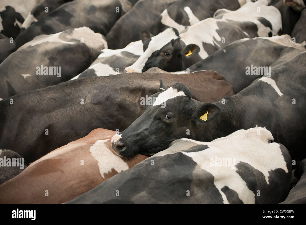 Les vaches pressées à la plume Banque D'Images