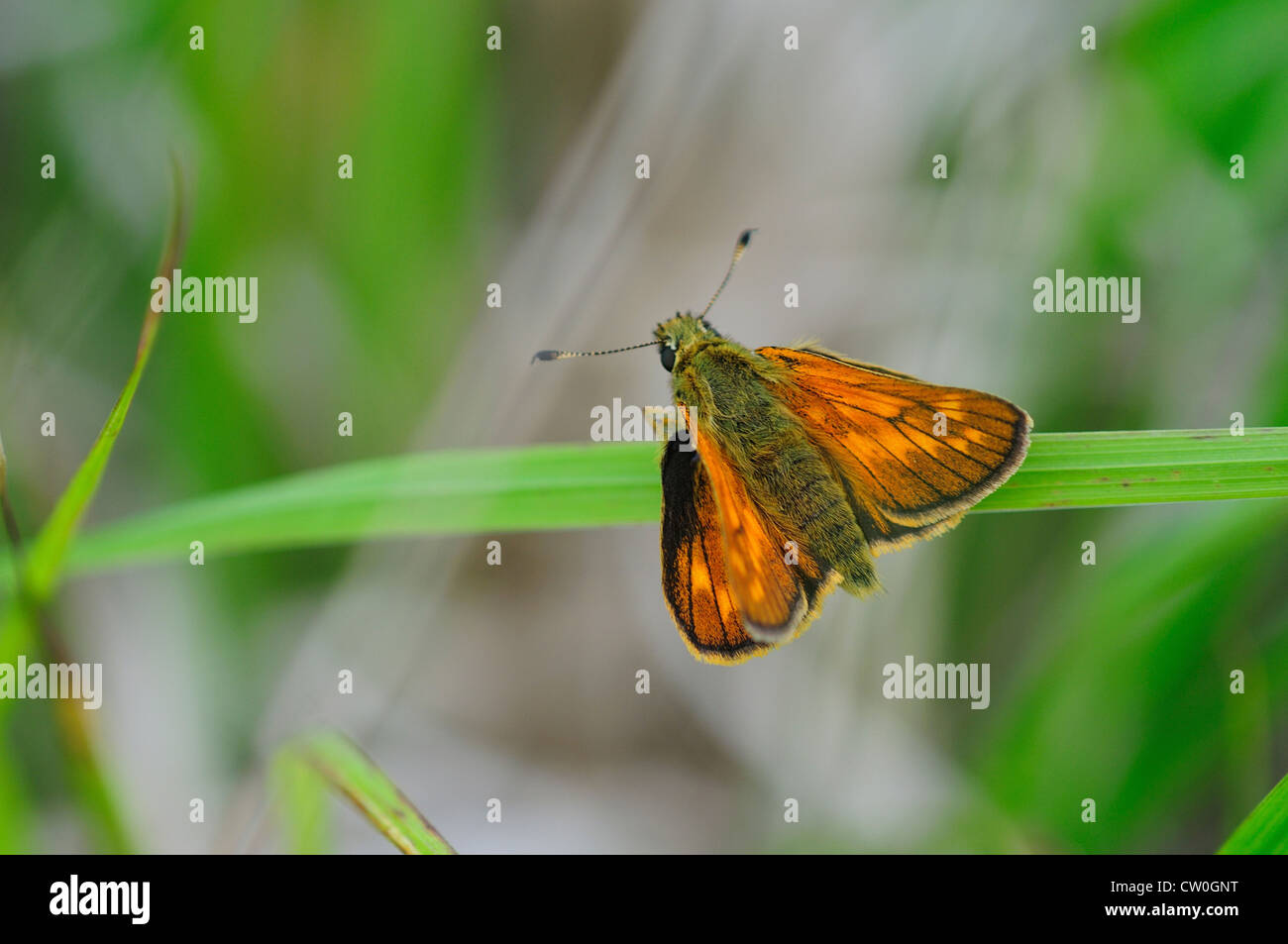 Un grand patron papillon sur herbe UK Banque D'Images